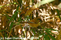 Black-throated Parrotbill - Paradoxornis nipalensis
