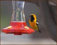 Hooded Oriole at the Pattons in Patagonia