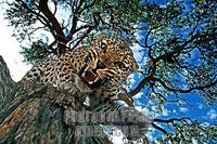 Aggressive leopard on a tree stock photo