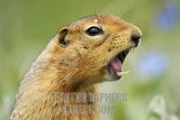 ...Arctic Ground Squirrel ( Spermophilus parryii ) emits a whistle to warn , Denali National Park ,