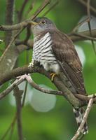 Indian Cuckoo » Cuculus micropterus