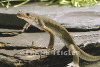 : Hynobius nigrescens; Black Salamander