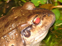 : Leptodactylus labyrinthicus; South American Pepper Frog