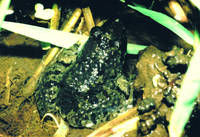 : Phrynobatrachus acridoides; Lowland Puddle Frog