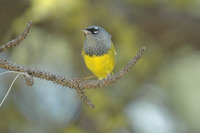 : Oporornis tolmiei; Macgillivray's Warbler