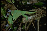 : Calumma parsonii; Parson's Chameleon