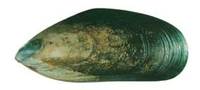 Perna canaliculus, Green Mussel, Green Mussel