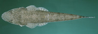 Platycephalus indicus, Bartail flathead: fisheries, aquaculture, gamefish