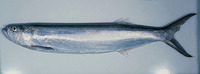 Chirocentrus nudus, Whitefin wolf-herring: fisheries