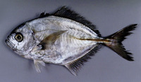 Uraspis uraspis, Whitetongue jack: fisheries