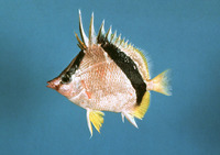 Prognathodes aya, Bank butterflyfish: aquarium