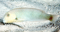Xyrichtys martinicensis, Rosy razorfish: aquarium