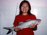 Leptomelanosoma indicum, Indian threadfin: fisheries, gamefish