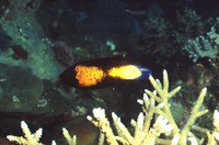 Labropsis manabei, Northern tubelip: aquarium