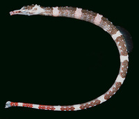 Corythoichthys amplexus, Brown-banded pipefish:
