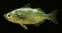 Xenichthys xanti, Longfin salema: fisheries