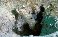 Cryptocentrus caeruleopunctatus, Harlequin prawn-goby: aquarium