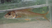 Hypselobarbus curmuca, Curmuca barb: fisheries, aquaculture