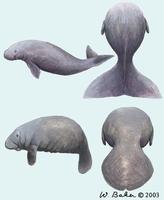 Image of: Dugongidae (dugong and sea cow), Trichechidae (manatees)