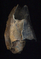 Coelodonta antiquitatis - Woolly Rhinoceros