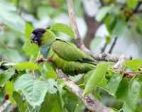 Image of: Nandayus nenday (Nanday parakeet)