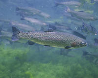 Image of: Oncorhynchus mykiss (rainbow trout)