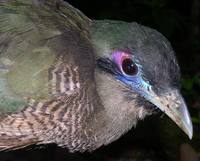 Sumatran Ground Cuckoo - Carpococcyx viridis