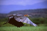 Goliath Heron - Ardea goliath