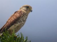 Madagascar Kestrel - Falco newtoni