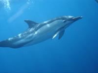 The short-beaked common dolphin (Delphinus delphis)