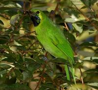 Greater Green Leafbird - Subadult Male