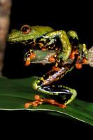 : Hyperolius thomensis; Sao Tome Giant Treefrog