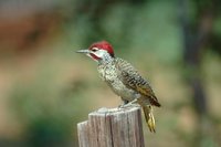 : Campethera bennettii; Bennett's Woodpecker