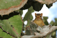 : Paraxerus spec; African Bush Squirrel