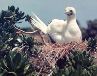 : Sula sula rubripes; Red Footed Booby On Nest