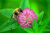 : Bombus ussurensis; Bumblebee
