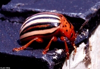 : Leptinoarsa decimlineata; Colorado Potato Beetle