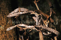 : Hemirhagerrhis hildebrandtii; East African Bark Snake