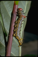 : Schizura concinna; Redhumped Caterpillar