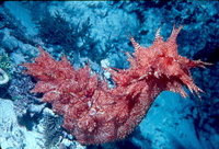 : Thelenota rubrolineata; Sea Cucumber