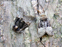 Colocasia coryli - Nut-tree Tussock