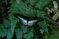 Papilio polymnestor - Blue Mormon