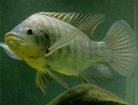 Image of Oreochromis niloticus niloticus, Nile tilapia, Logokpa, Koroso, Bulti, Nila, Nila merah...