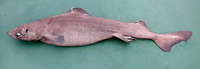 Centrophorus squamosus, Leafscale gulper shark: fisheries
