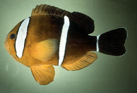 Amphiprion tricinctus, Maroon clownfish: aquarium