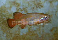 Characodon lateralis, Rainbow characodon: aquarium