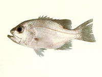 Glaucosoma buergeri, Deepsea jewfish: fisheries
