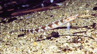 Trichonotus setiger, Spotted sand-diver: aquarium