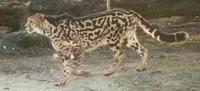 Image of: Acinonyx jubatus (cheetah)