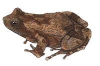 Image of: Physalaemus pustulosus (Tungara frog)